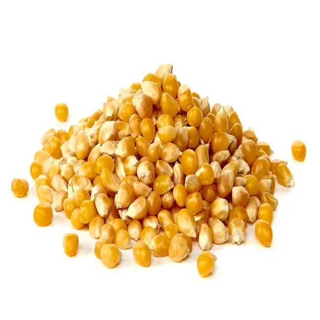 Gele Maïs/Maïs Voor Diervoeder Van De Beste Kwaliteit Gele Maïs/Maïs Diervoeder Gedroogde Likdoorns Voor Menselijke Voeding Groothandel