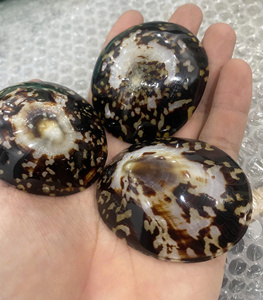 Limpet เปลือกหอยที่ใช้ในโครงการธีมมหาสมุทรไอเดียตกแต่งแบบทำมือแสดงสินค้ารีสอร์ทและแพ็คของขวัญขายปลีก - Product Image 5