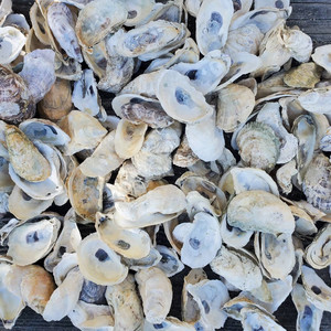 Ostriche grezze clean dry shell metà e interi gusci di ostriche in quantità sfuse pronte per l'esportazione dal Vietnam - Product Image 5