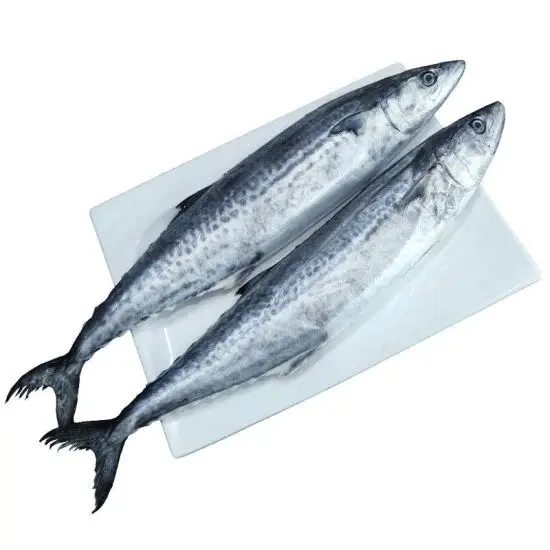 Neue Qualität Pazifische Makrele 100-200g Gefrorene blaue Makrele Fisch/Döbel Makrele