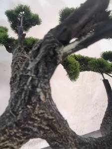 人造松枝大盆栽假大日本松树人造雪松家居装饰用 - Product Image 6