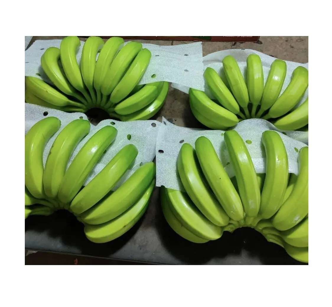 ASIA FARM FRESH GREEN CAVENDISH BANANA 13/20 кг коробки экспортер + 84587176063 Whatsapp Sandy 9 Gold Data