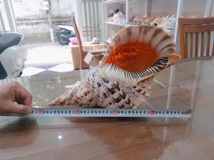 Натуральная раструбная раковина Triton/морская раковина для экспорта - Product Image 5