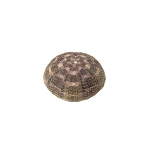 [2024] SEA URCHIN <strong>SHELL</strong> MANY COLOR AS BIG AS ONIONS for HANDICRAFTS BEST PRICE in the HIGH QUALITY <strong>MARKET</strong>. - Product Image 1
