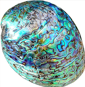 Güney afrika Abalone kabuk leke kase, Seashell tütsü brülör standart Abalone kabuk hint ucuz fabrika fiyatları - Product Image 3