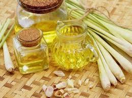 Fabrika dünya en çok satan limon otu uçucu yağı üretici toptancı aromaterapi limon otu uçucu yağı hindistan'dan - Product Image 3