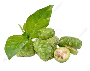 FRESH NONI CHEAPEST BEST CHOICE BEST PRICE FROM VIETNAM for SALE THIS MONTH GOOD SERVICE 2023 - Product Image 1