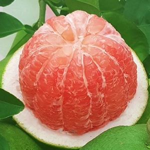 FRESH CITRUS FRUIT - FRESH <strong>POMELO</strong> - VIETNAMESE RED <strong>POMELO</strong> for EXPORTING/ Crystal - Product Image 6