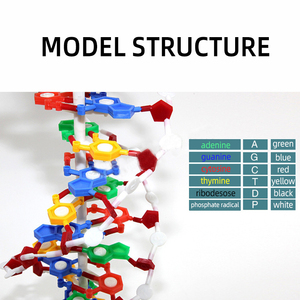 Estructura de doble hélice de DNA para ciencia médica - Product Image 3