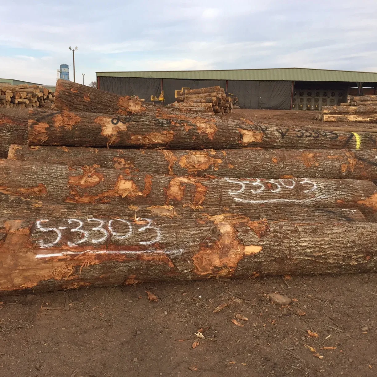 Migliore vendita di alta qualità europa quercia rossa/legname di tronchi con il miglior aspetto-direttamente dal produttore a prezzo negoziabile