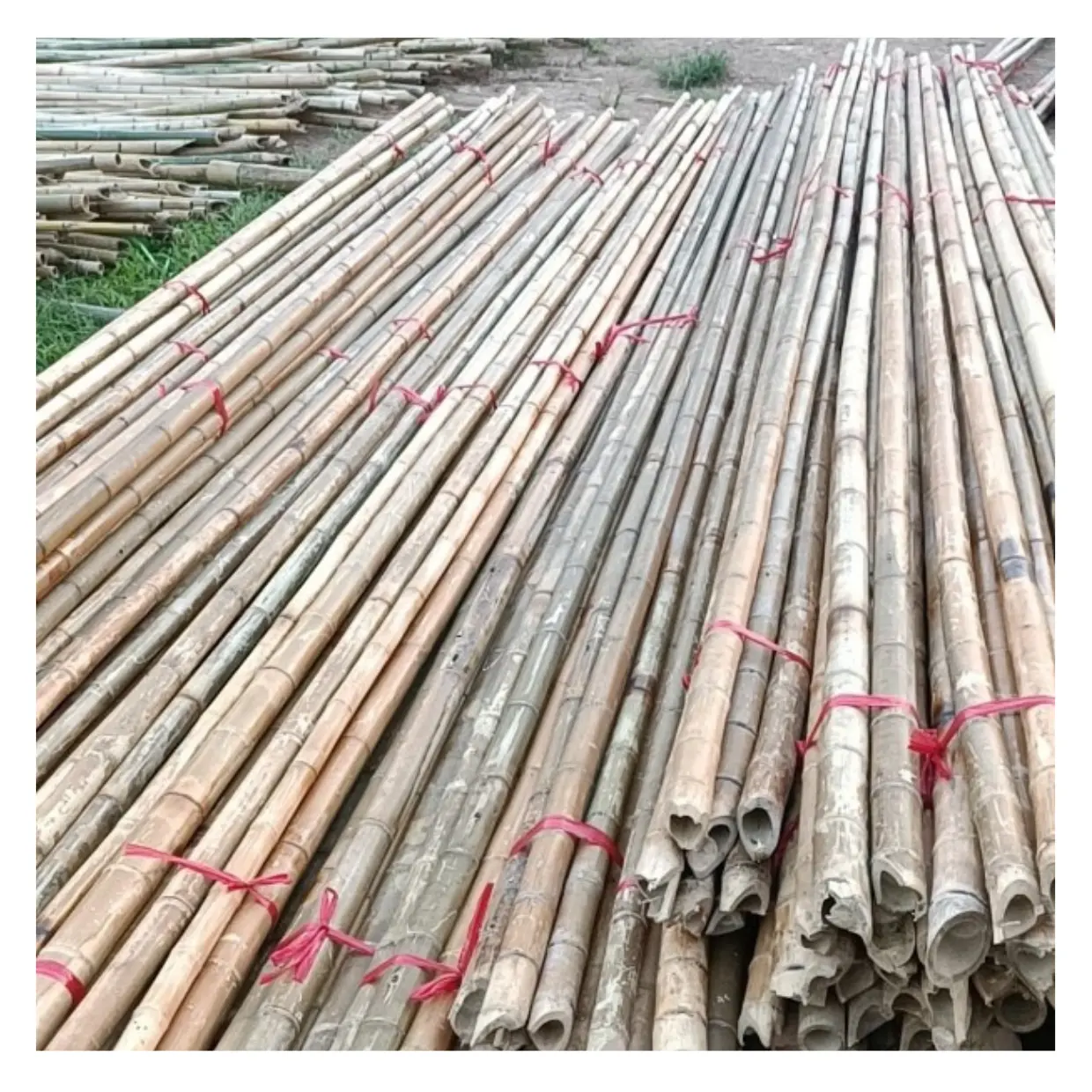 Poste de bambú natural 100%, longitud personalizada Respetuoso con el medio ambiente Soporte para plantas Jardín Precio de fábrica Bastones