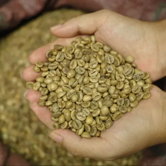 Grano de café vietnamita OEM/ODM Precio barato Exportador de café Listo para enviar Granos de café verde Robusta Método de miel 12.5% Max