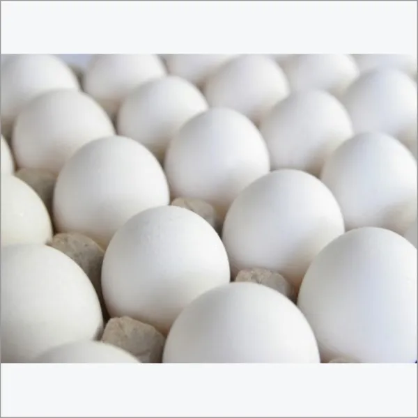 Huevos blancos frescos sin cáscara de granja india de alta calidad de Tamil Nadu ricos en contenido nutritivo y de calcio, lo mejor para la salud