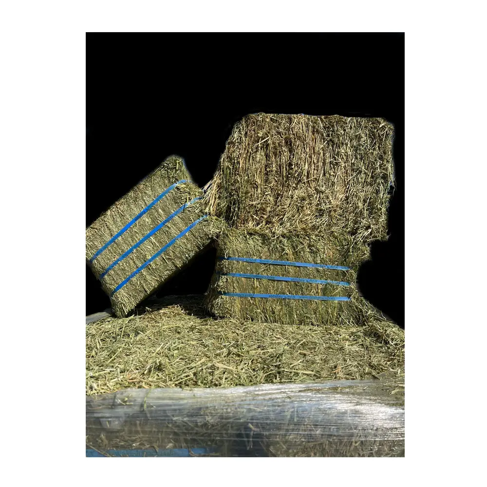 Alfalfa de grado superior a granel para alimentación animal/heno de alfalfa