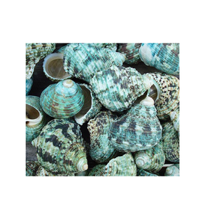 Authentic Green Turbo <strong>Shell</strong> Beautiful Hand-Polished <strong>Shell</strong> from the Tropics - Product Image 3
