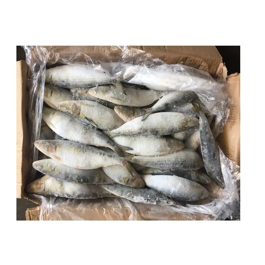 जर्मनी से थोक निर्माता और आपूर्तिकर्ता फ्रोजन सार्डिन मछली पूरे दौर में फ्रोजन सार्डिन मछली उच्च गुणवत्ता सस्ती कीमत