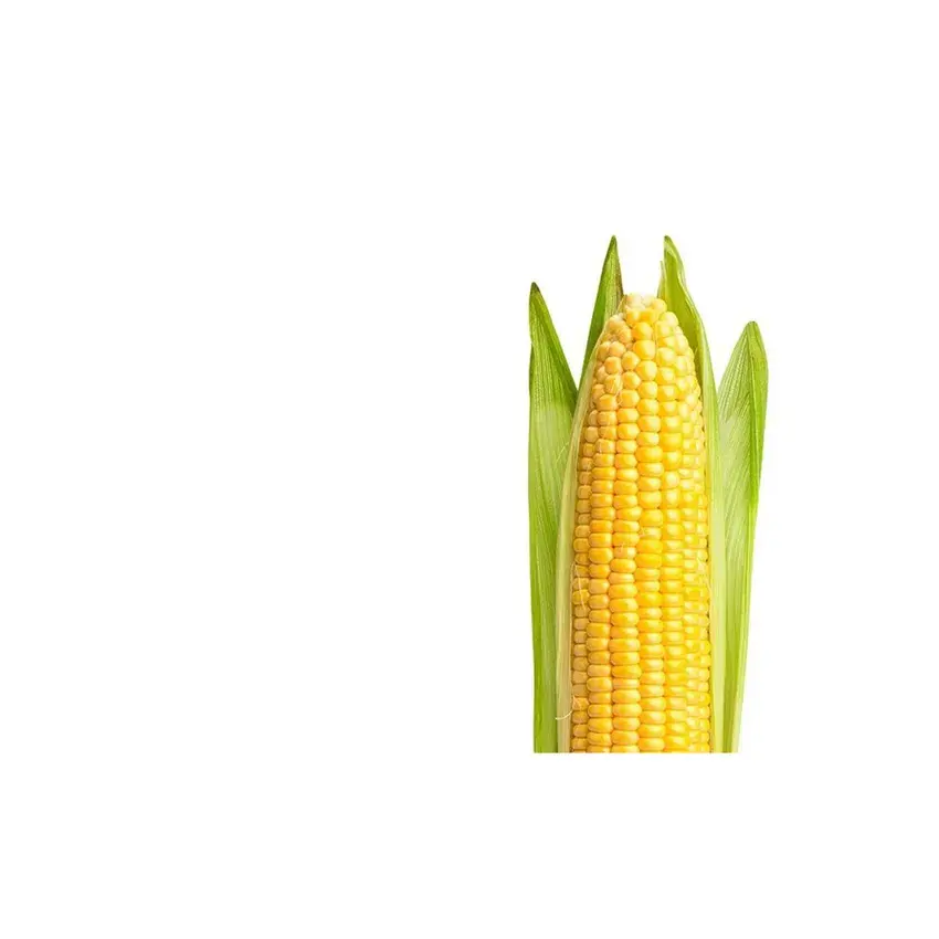 Maïs jaune (alimentation animale)