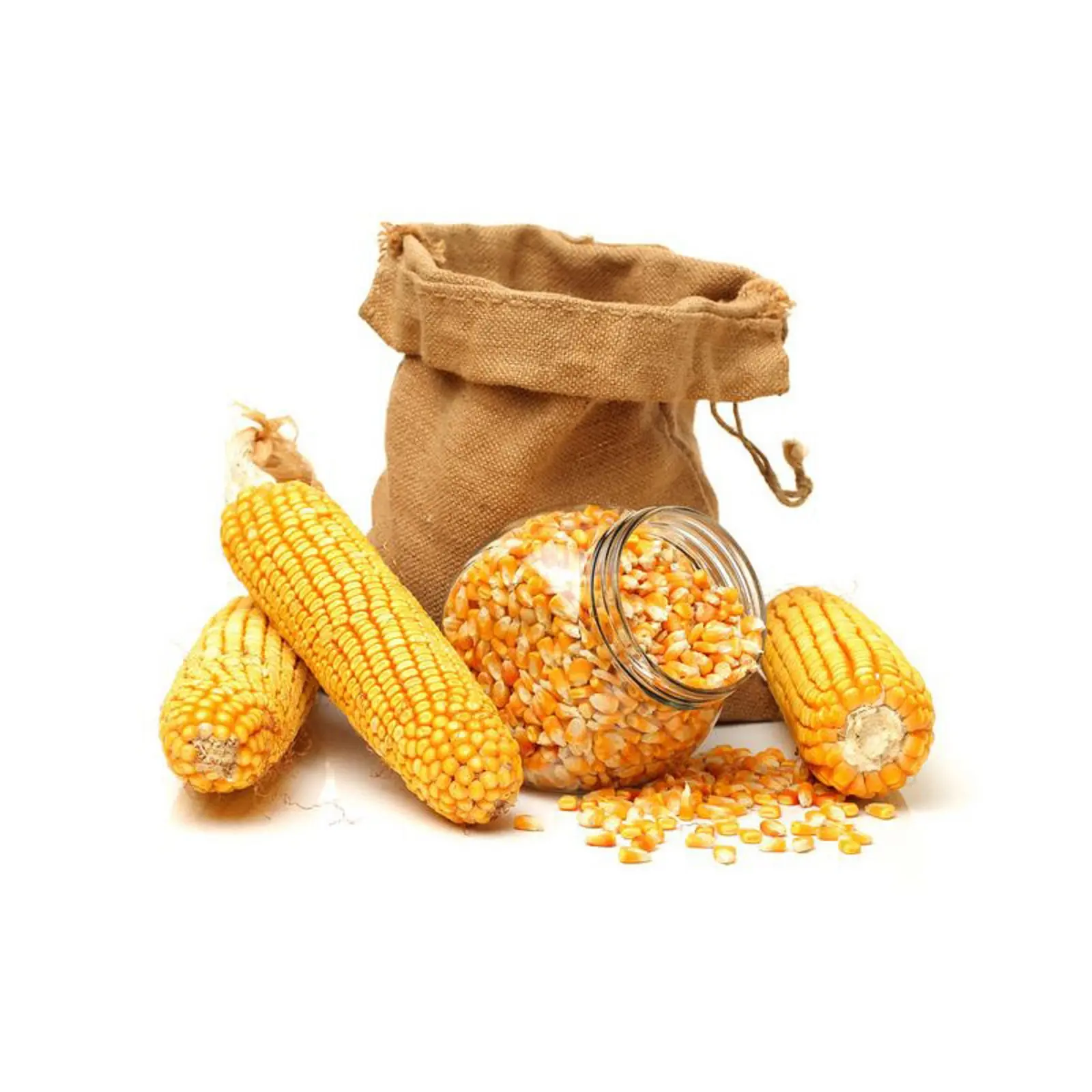 Maíz de maíz blanco mejor proveedor/Maíz orgánico proveedores/Maíz amarillo para consumo humano y animal