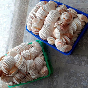 Wholesale Large Natural Seashells Beach Sea <strong>Shells</strong> White Scallop <strong>Shells</strong> for Decor Ready to Export From Vietnam - Product Image 1