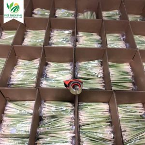 VIET THIEN PHU VTP/OL-34 Wholesale Cheap Price Premium Quality Frozen Lemongrass From Vietnam - Product Image 3