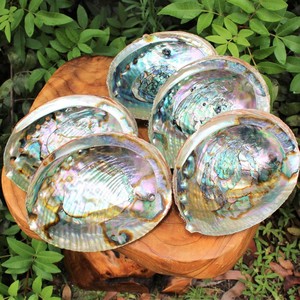 Raw Clean Dry <strong>Paua</strong> Abalone Shells Blue Green Abalone Shell for Sage Smudging Kits Cheapest Price - Product Image 3