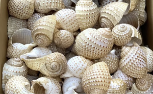 High Quality Spotted Tun <strong>Shell</strong> for Nautical Decor Collectors and <strong>Shell</strong> Art - Product Image 5