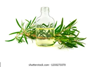 Pure Tea Tree Essential <strong>Oil</strong> for Skin Care and Wellness - 100% Natural Formulation for Export Selling at Economical Price - Product Image 5