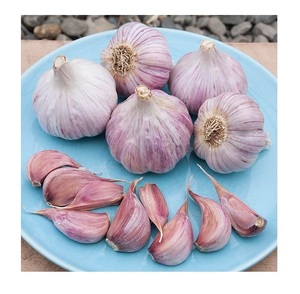 Get Red Garlic for Sale at Low Prices Fresh and High Quality Bulk Orders Welcome Now at Discounted Rates - Product Image 2