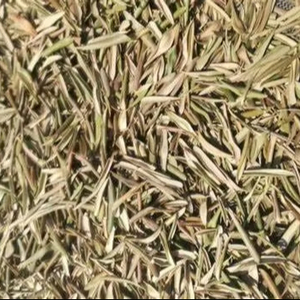 优质天然橄榄碎叶埃及原产加工干蔬菜散装出售