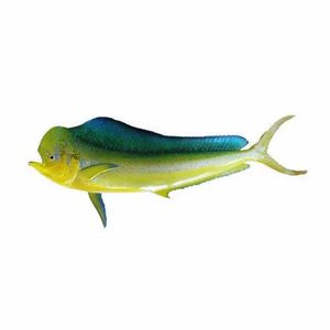 シーフード加工会社に最適な新鮮なマヒ魚を持続可能に調達