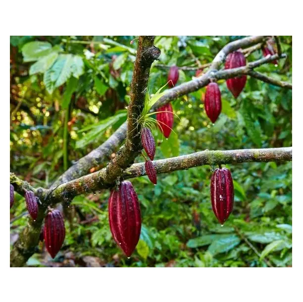 Migliore qualità a basso prezzo alla rinfusa disponibile di fava di Cacao cruda Ghana fava di Cacao biologica per l'esportazione in tutto il mondo dalla Germania