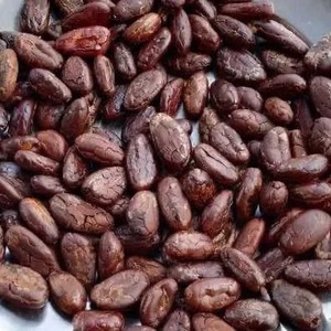 热销烤Ariba可可豆干生可可豆发酵豆出售