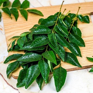 Export Quality Curry Leaf High-Potency Superfood for Digestion Hair <strong>Growth</strong> and Skin Care from <strong>India</strong> - Product Image 5