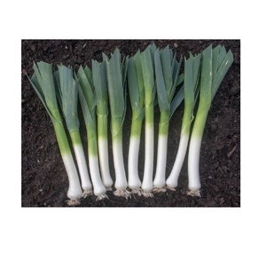 Purchase <strong>Leeks</strong> <strong>in</strong> <strong>Bulk</strong> at Wholesale Prices Fresh <strong>Leeks</strong> for Restaurants and Markets Available <strong>in</strong> Large Quantities - Product Image 1