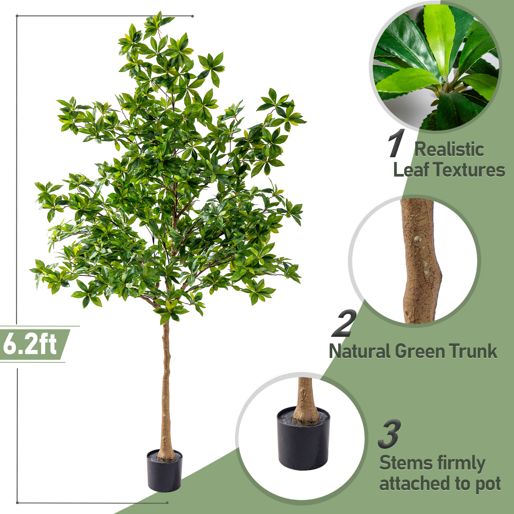 6.2ft / Pieris Tree Standard Green