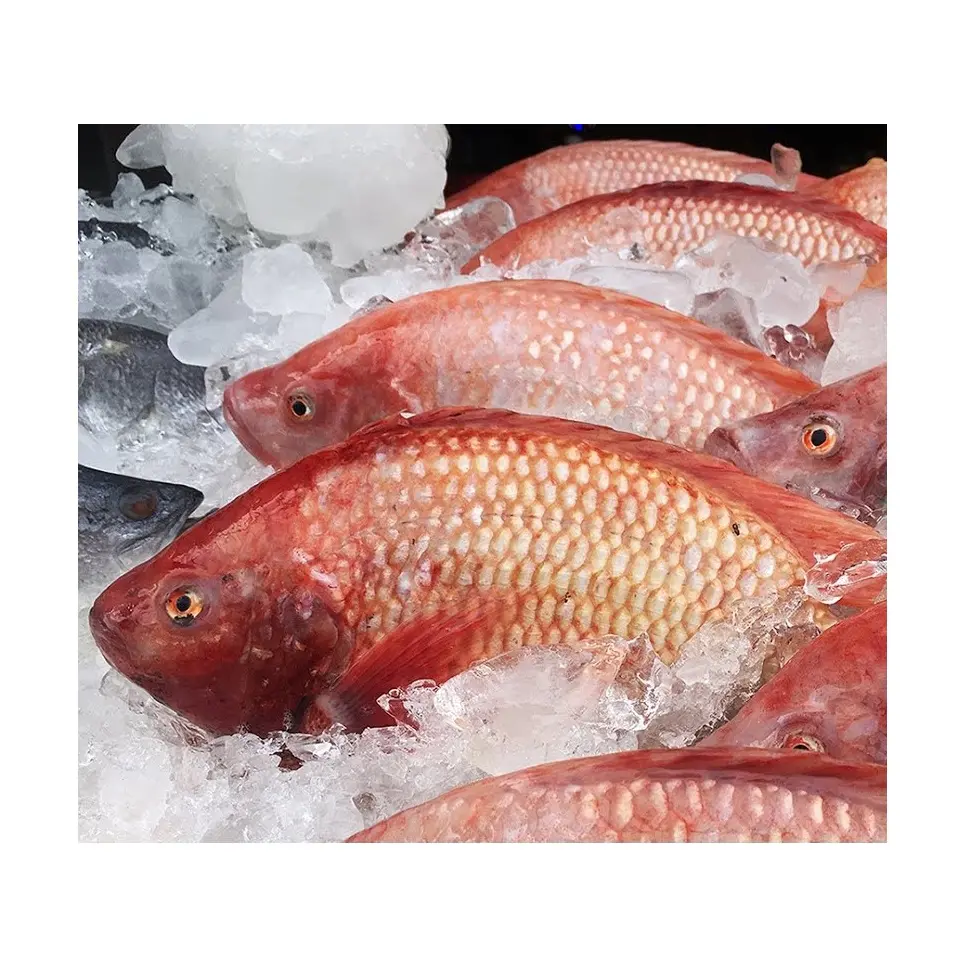 Filet de daurade rouge congelé de fournisseur de fruits de mer de qualité supérieure à vendre à bas prix