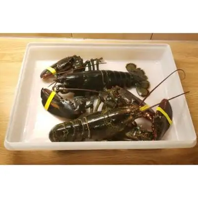 Fresh Water Lobster / Fresh Shrimp