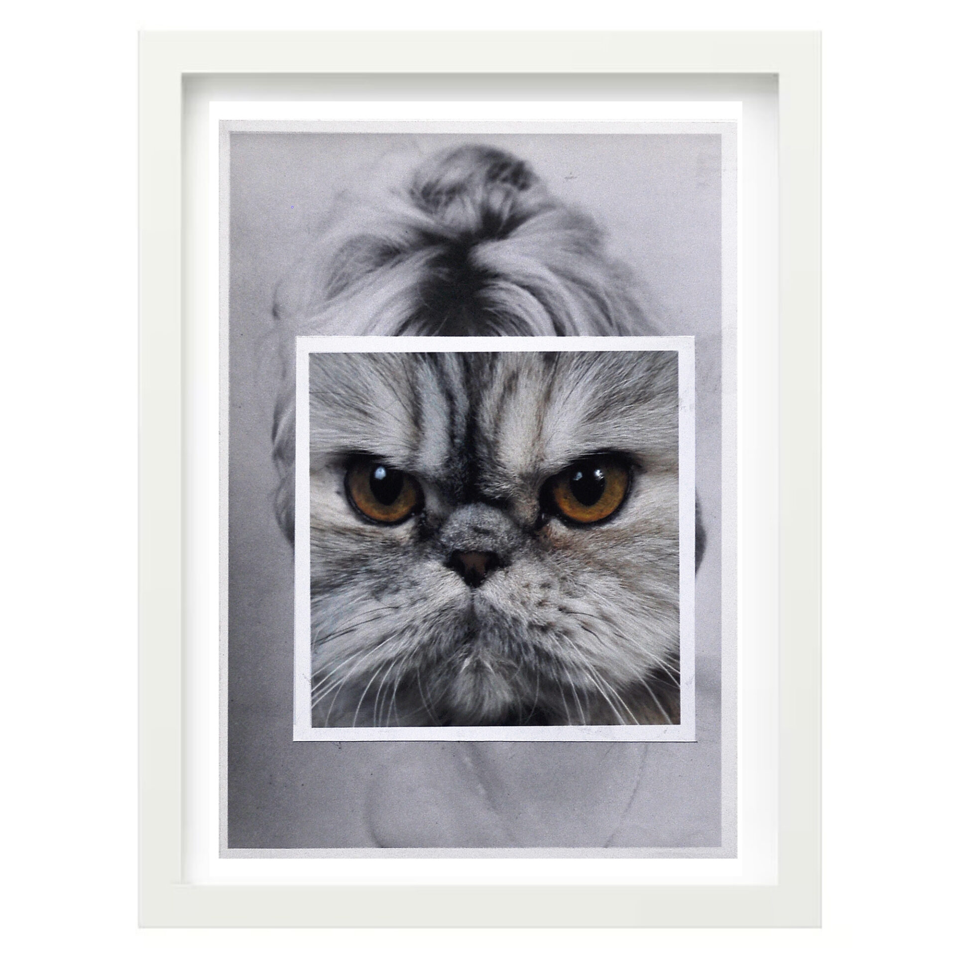 Cat face 1