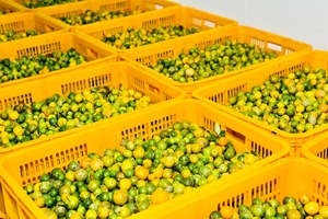 Top Seller Frozen Calamansi <strong>Kumquat</strong> <strong>Good</strong> Price Export From Vietnam - Product Image 2