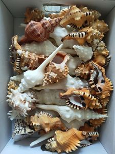 Antika Murex deniz salyangoz kabuğu tahsil avrupa deniz kabuğu sanat deniz tarzı tarak kabuk el sanatları kabuk deniz salyangoz - Product Image 3