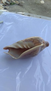 100% NATURAL SNAIL SEASHELL Large Size Snail Seashells Triton Seashell Conch <strong>Shells</strong> Natural Sea <strong>Shell</strong> From Vietnam at BEST PRICE - Product Image 6