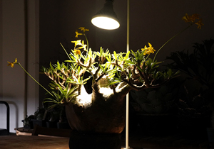 ไฟปลูกต้นไม้ในร่มแบบเต็มสเปกตรัม LED 20W ราคาประหยัดสำหรับใช้ในบ้านพร้อมอายุการใช้งาน2000สำหรับการจัดอันดับ IP65แสงแดด - Product Image 6