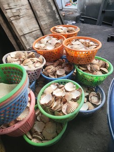 Vietnam'da bir numaralı kaliteli deniz kabukları ve salyangoz kabukları - Product Image 3