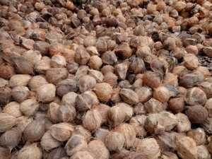 Dried Whole <strong>Coconuts</strong> for Sale Top Quality and Freshness With Competitive Bulk Pricing for Retailers and Food Businesses - Product Image 3