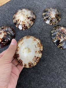 Natürliche Schnecken häuser polierte Muschel/Big Limpet Muschel 6-8cm für Kunst handwerk und Dekorationen - Product Image 4