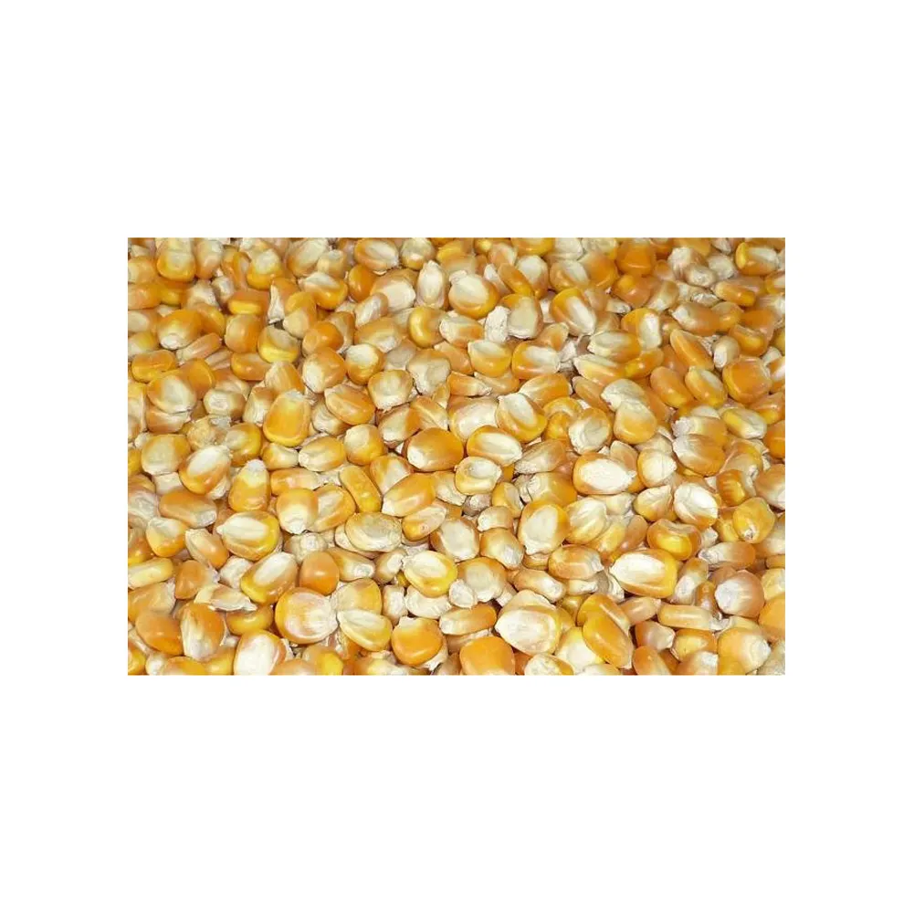 Semillas de maíz amarillo no glutinoso precio al por mayor 100% maíz de calidad natural para exportación en Portugal MAIZE PARA HUMANOS Y ANIMALES