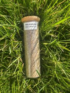 Cao cấp poa pratensis KENTUCKY bluegrass. Chất lượng cao phát triển rất nhanh, thiết lập nhanh và chịu lạnh (greenplay dlf) - Product Image 2