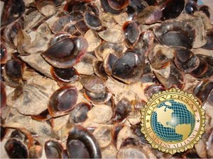 卸売Murex Operculum-最高の価格でリンペットカタツムリの殻 - Product Image 2