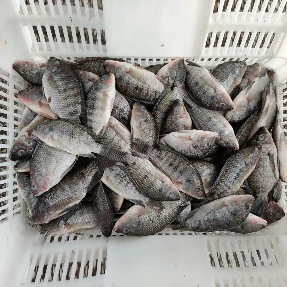 Pesce di Tilapia congelato di qualità Premium 100% dalla nostra azienda agricola fornitore di Tilapia fresco blocco stile alla rinfusa imballaggio a basso prezzo