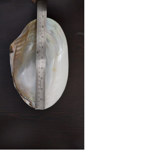 Kabuk zanaat mağazaları tarafından yeniden satışa uygun büyük boyutlarda inci kabukları özel yapılmış doğal anne - Product Image 5